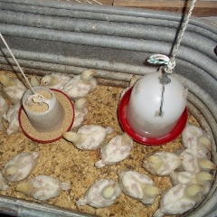rocks brooder 1